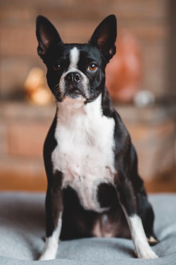 Cheap boston terriers for sales sale