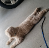 Cute Mini Goldendoodle Pup Cute Mini Goldendoodle Pup
