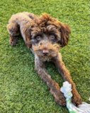 Cute Labrador Poodle Mix Pup Cute Labrador Poodle Mix Pup