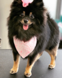 Cute Pomeranian Purebred Pup Cute Pomeranian Purebred Pup