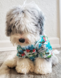 Cute Mini Sheepadoodle Pup Cute Mini Sheepadoodle Pup