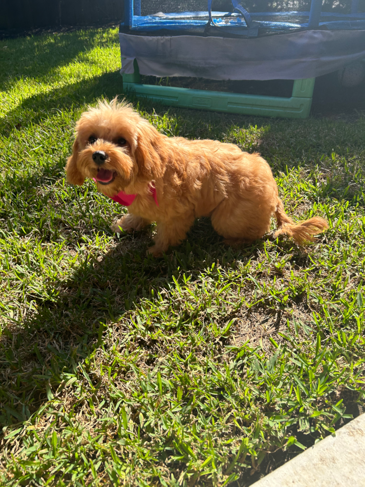 cavapoo dolly customer photo at lone star pups