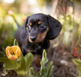 Doxie Puppies For Sale - Lone Star Pups