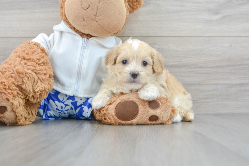 shih poo puppy moki as a young puppy