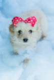 Cute Maltese Purebred Pup Cute Maltese Purebred Pup