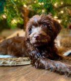 Cute Mini Labradoodle Pup Cute Mini Labradoodle Pup