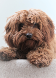 Cavapoo Being Cute Cavapoo Being Cute