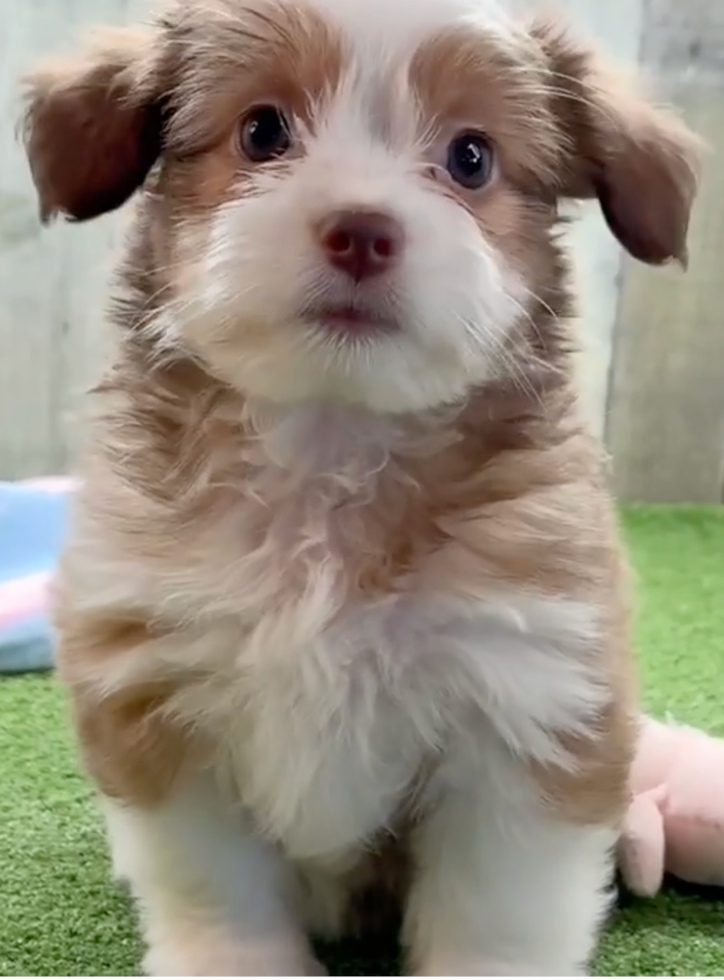 Cute Saussie Designer Pup