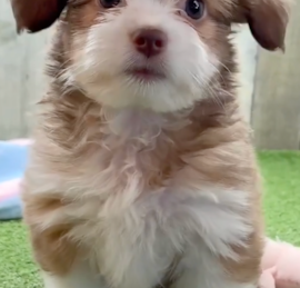 Auss-Tzu Puppies For Sale - Lone Star Pups