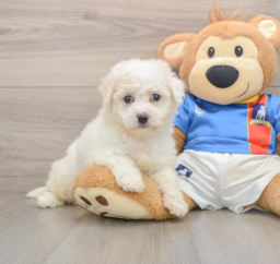5 week old Bichon Frise Puppy For Sale - Lone Star Pups