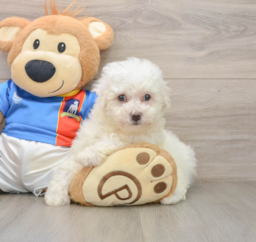 5 week old Bichon Frise Puppy For Sale - Lone Star Pups
