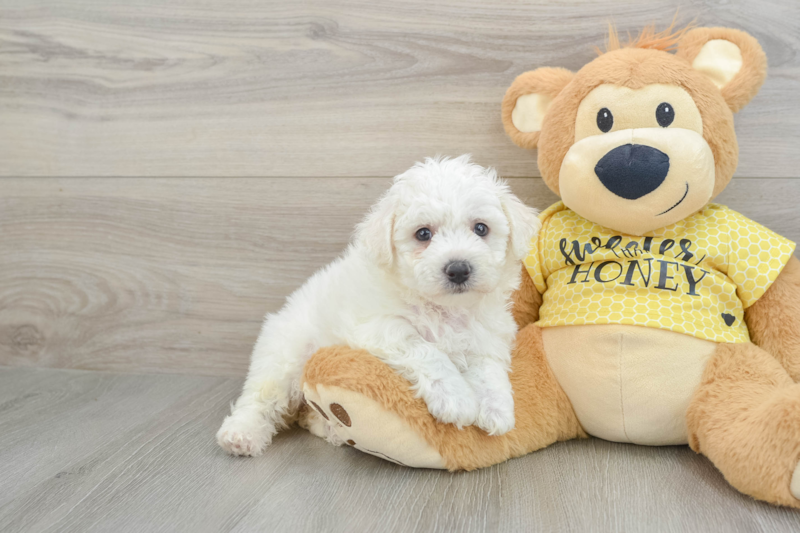 Meet Lagertha - our Bichon Frise Puppy Photo 1/3 - Lone Star Pups