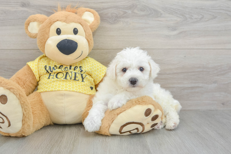 Meet Lagertha - our Bichon Frise Puppy Photo 3/3 - Lone Star Pups