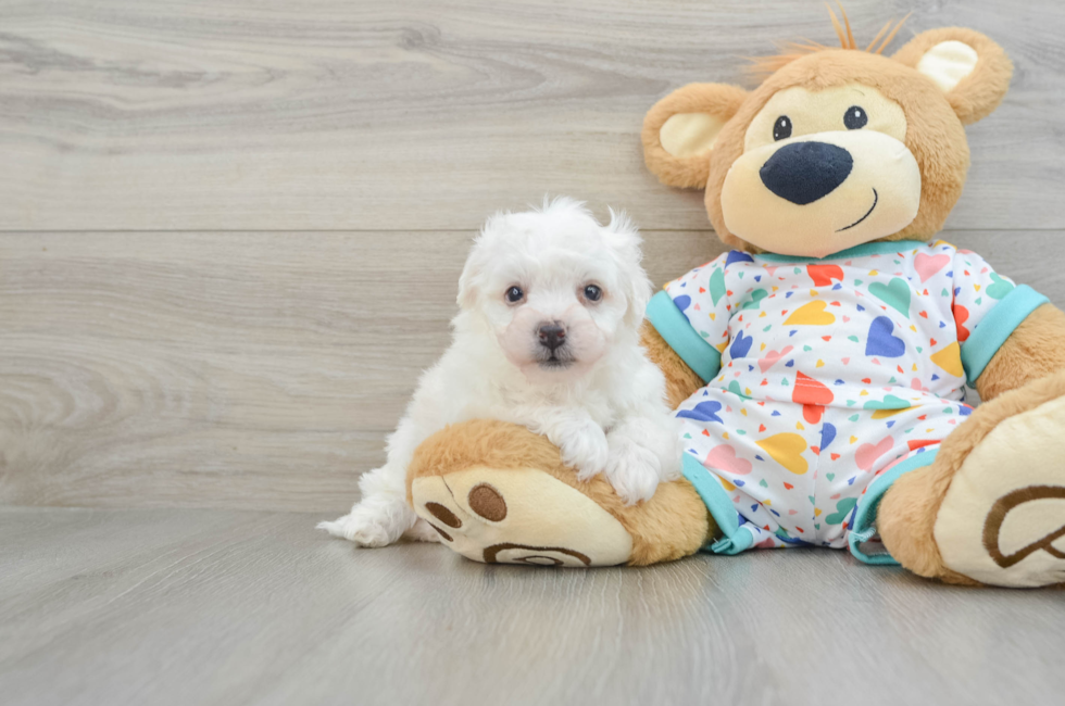 5 week old Bichon Frise Puppy For Sale - Lone Star Pups