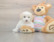 5 week old Bichon Frise Puppy For Sale - Lone Star Pups