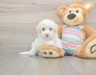 5 week old Bichon Frise Puppy For Sale - Lone Star Pups