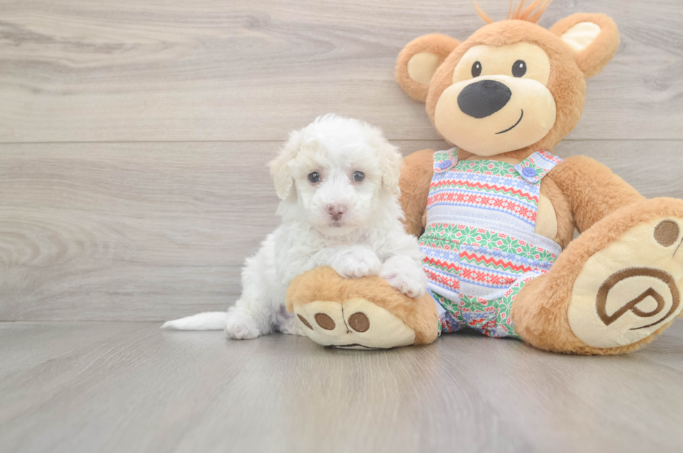 5 week old Bichon Frise Puppy For Sale - Lone Star Pups