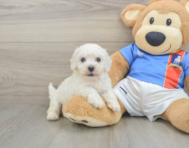 5 week old Bichon Frise Puppy For Sale - Lone Star Pups