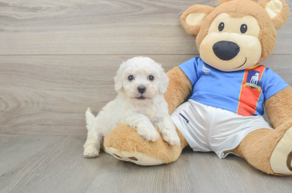 5 week old Bichon Frise Puppy For Sale - Lone Star Pups