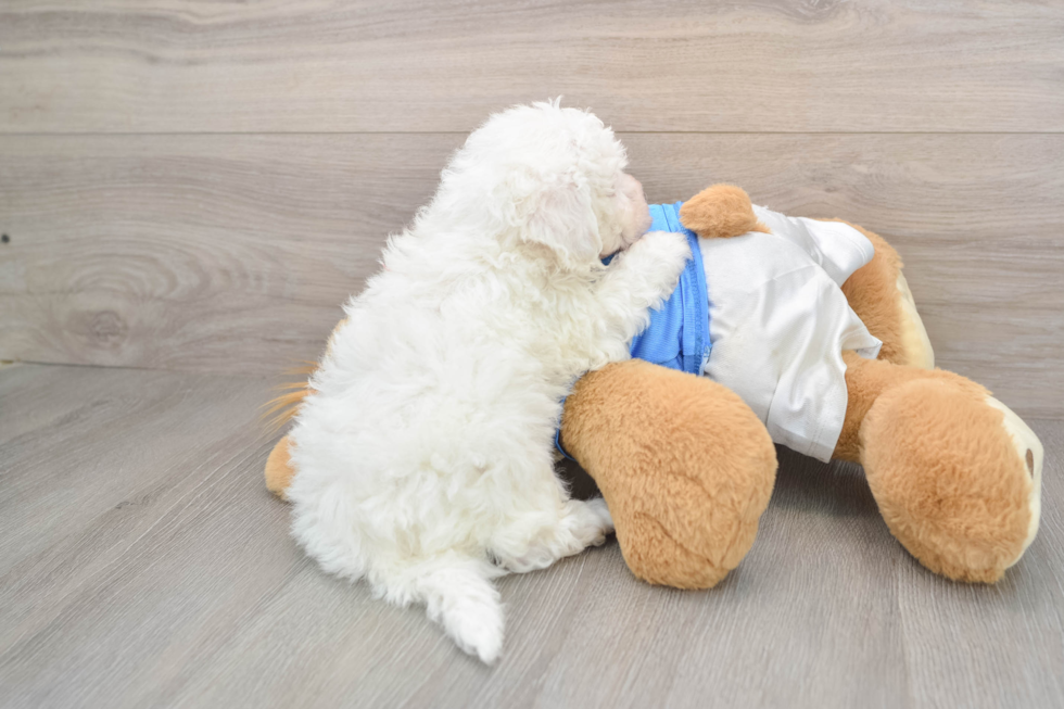 Playful Bichon Frise Purebred Pup