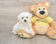 6 week old Bichon Frise Puppy For Sale - Lone Star Pups