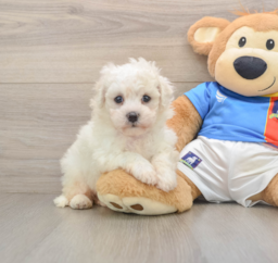 5 week old Bichon Frise Puppy For Sale - Lone Star Pups