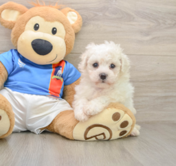 5 week old Bichon Frise Puppy For Sale - Lone Star Pups