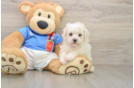 Smart Bichon À Poil Frisé Purebred Puppy