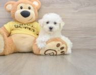 6 week old Bichon Frise Puppy For Sale - Lone Star Pups