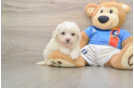 Best Bichon Frise Baby