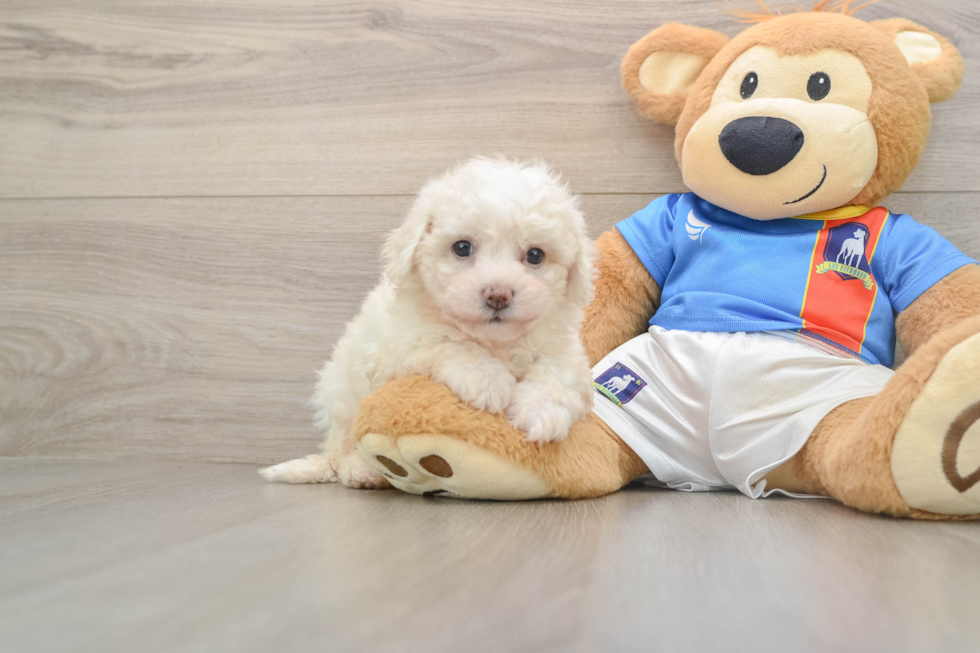 Best Bichon Frise Baby