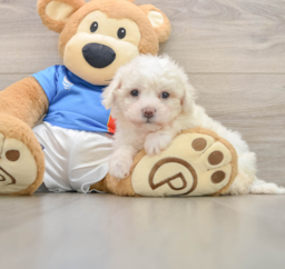 5 week old Bichon Frise Puppy For Sale - Lone Star Pups