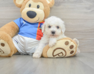 5 week old Bichon Frise Puppy For Sale - Lone Star Pups