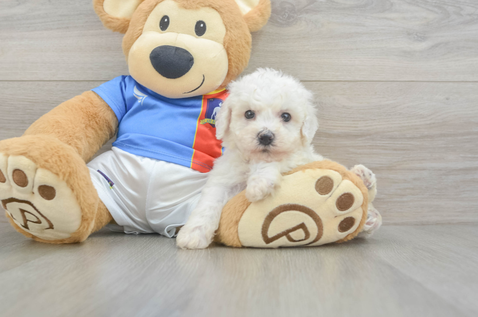 5 week old Bichon Frise Puppy For Sale - Lone Star Pups