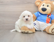 5 week old Bichon Frise Puppy For Sale - Lone Star Pups