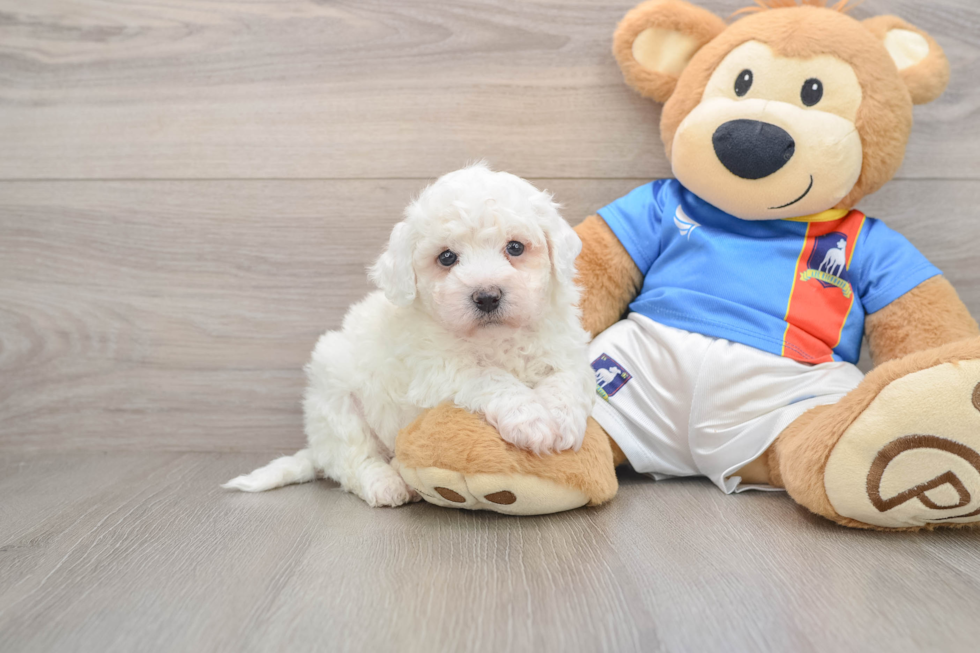 Little Bichon Frise Purebred Pup