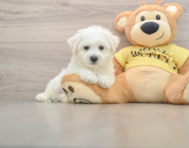 6 week old Bichon Frise Puppy For Sale - Lone Star Pups