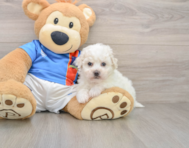 5 week old Bichon Frise Puppy For Sale - Lone Star Pups