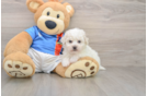 Akc Registered Bichon Frise Baby