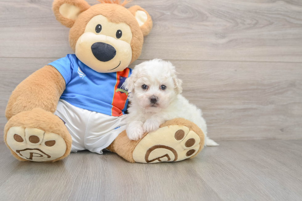 Akc Registered Bichon Frise Baby