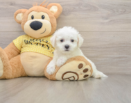 6 week old Bichon Frise Puppy For Sale - Lone Star Pups