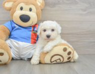 5 week old Bichon Frise Puppy For Sale - Lone Star Pups