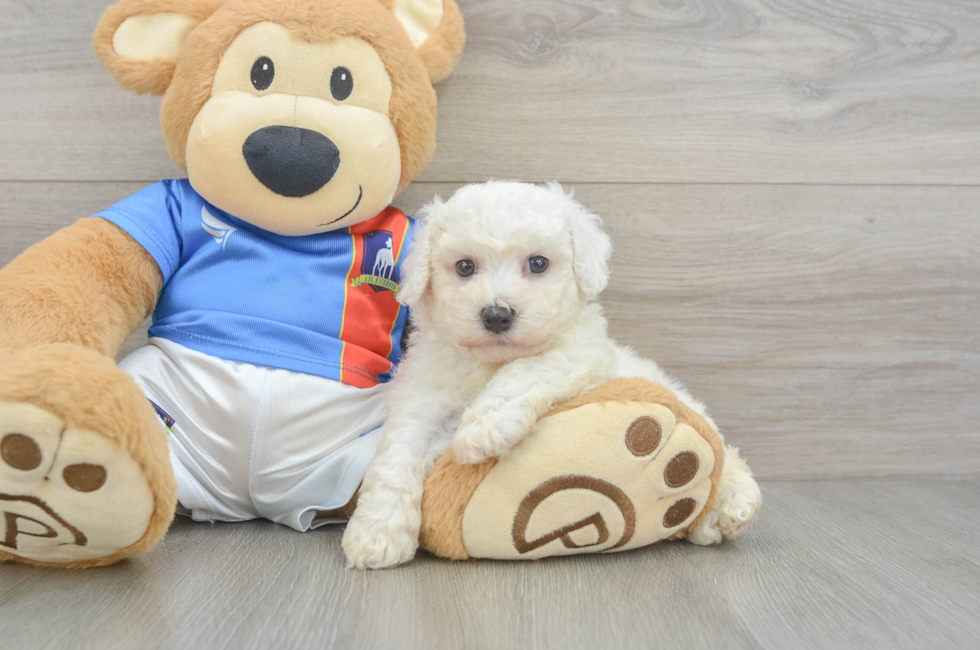 5 week old Bichon Frise Puppy For Sale - Lone Star Pups