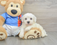 5 week old Bichon Frise Puppy For Sale - Lone Star Pups
