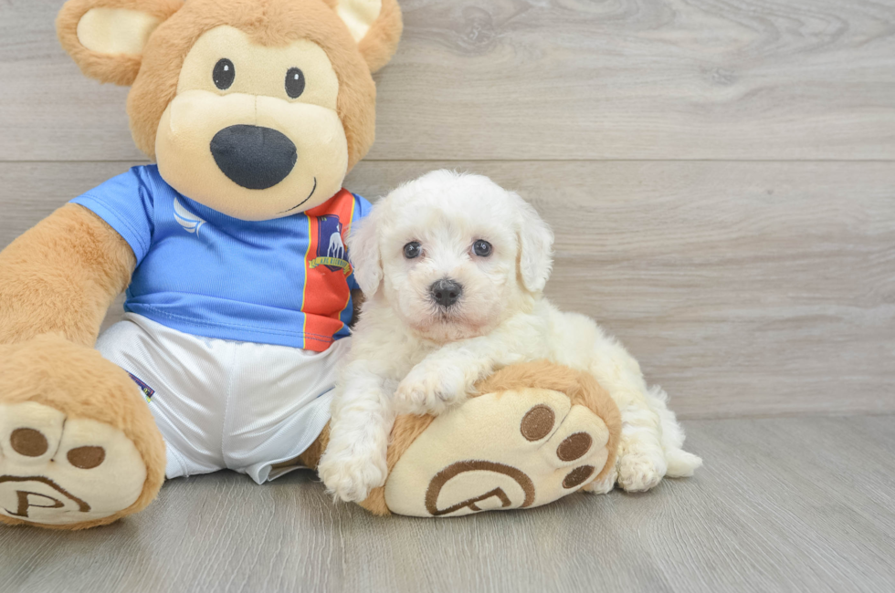5 week old Bichon Frise Puppy For Sale - Lone Star Pups
