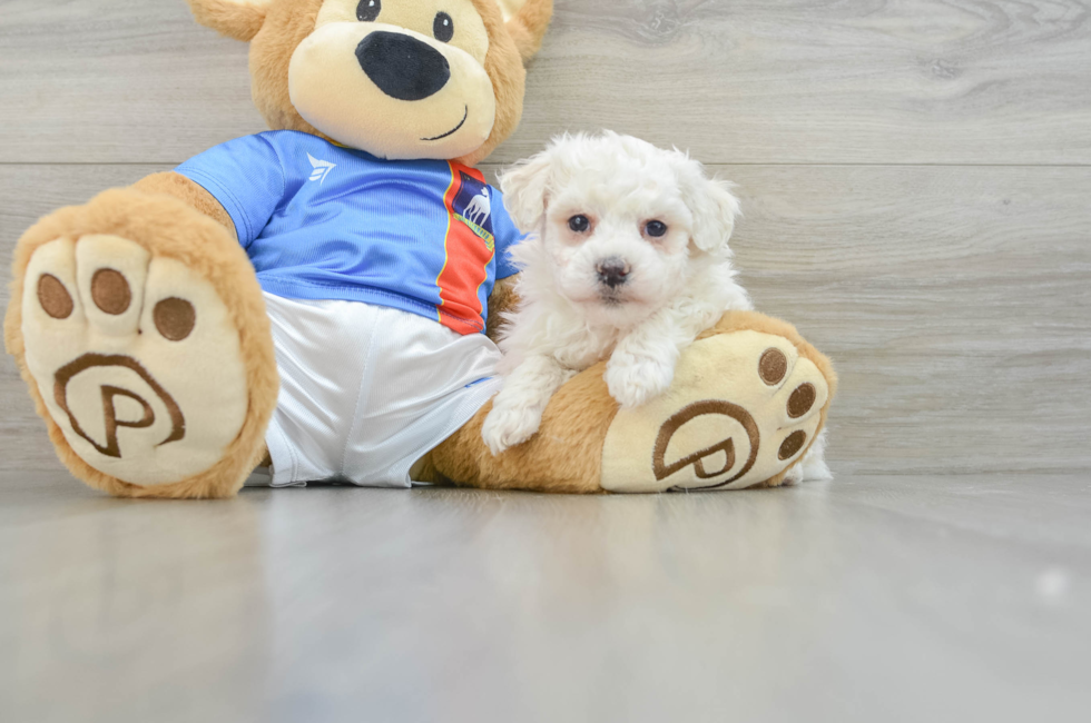 7 week old Bichon Frise Puppy For Sale - Lone Star Pups