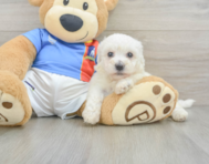 6 week old Bichon Frise Puppy For Sale - Lone Star Pups