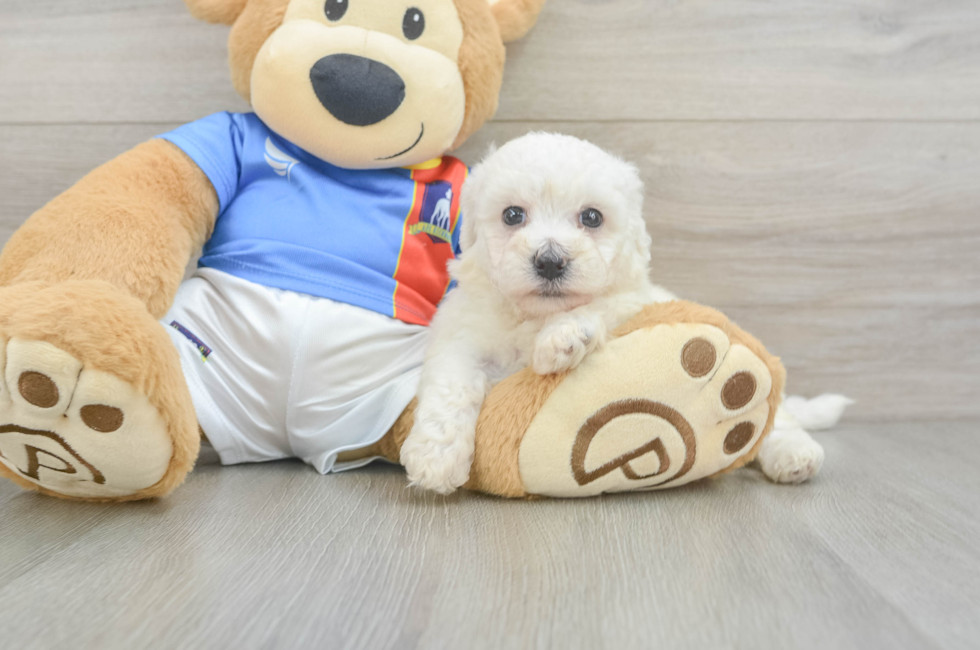 5 week old Bichon Frise Puppy For Sale - Lone Star Pups