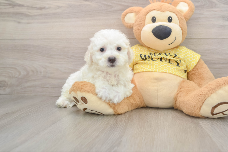 Hypoallergenic Bichon Frise Purebred Pup