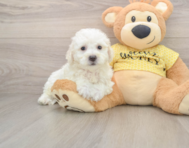 6 week old Bichon Frise Puppy For Sale - Lone Star Pups